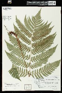 Dryopteris goldieana image