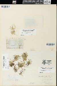 Selaginella eclipes image