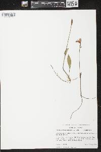 Pogonia ophioglossoides image