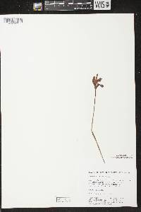 Arethusa bulbosa image