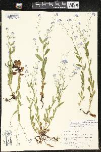 Myosotis sylvatica image