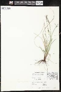 Sisyrinchium campestre image