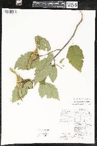 Corylus cornuta image