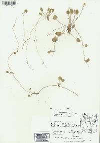 Ranunculus cymbalaria image