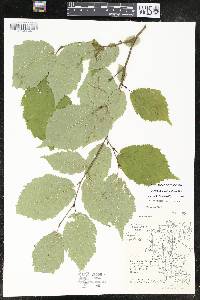 Corylus cornuta image