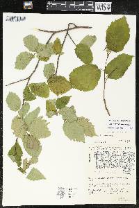 Corylus cornuta image