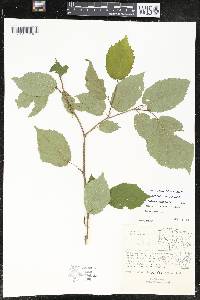 Corylus cornuta image