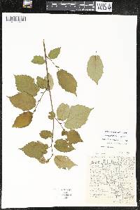 Corylus cornuta image