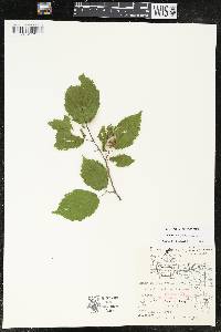 Corylus cornuta image