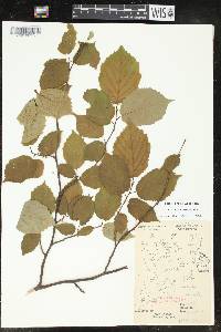 Corylus cornuta image