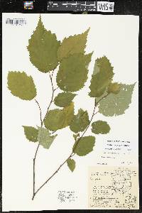 Corylus cornuta image