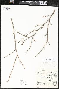 Corylus cornuta image