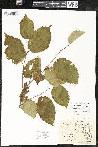 Corylus cornuta image