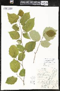 Corylus cornuta image