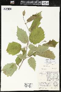 Corylus cornuta image