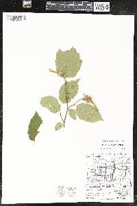 Corylus cornuta image