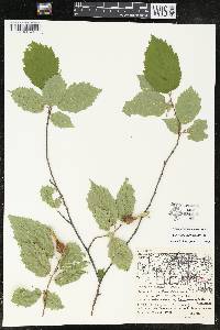 Corylus cornuta image