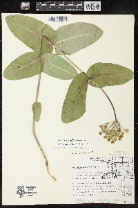 Asclepias amplexicaulis image