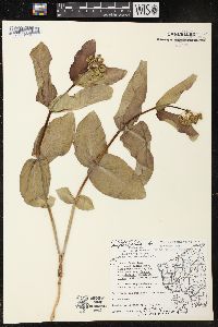 Asclepias amplexicaulis image