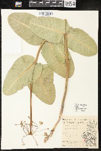 Asclepias amplexicaulis image