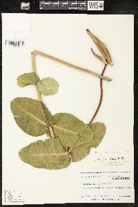 Asclepias amplexicaulis image