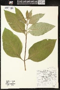 Asclepias exaltata image