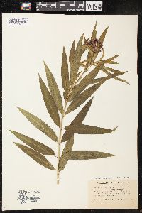 Asclepias incarnata subsp. incarnata image