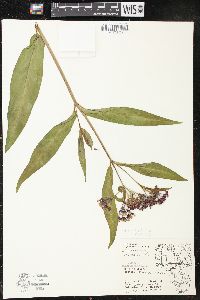 Asclepias incarnata subsp. incarnata image