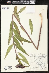 Asclepias incarnata subsp. incarnata image