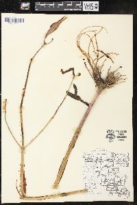 Asclepias incarnata subsp. incarnata image