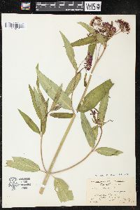 Asclepias incarnata subsp. incarnata image