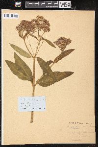 Asclepias incarnata subsp. incarnata image