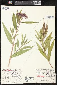 Asclepias incarnata subsp. incarnata image