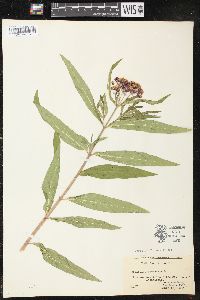 Asclepias incarnata subsp. incarnata image