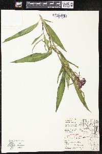 Asclepias incarnata subsp. incarnata image