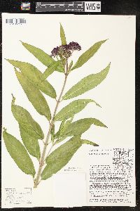 Asclepias incarnata subsp. incarnata image