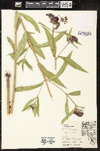 Asclepias incarnata subsp. incarnata image