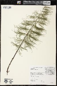 Equisetum sylvaticum image