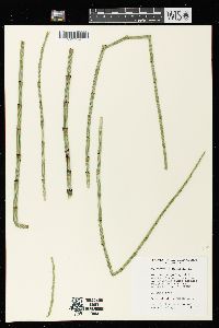 Equisetum fluviatile image