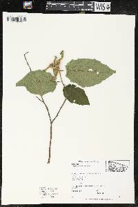 Corylus cornuta image