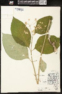 Asclepias exaltata image