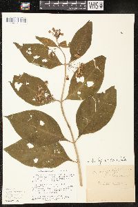 Asclepias exaltata image