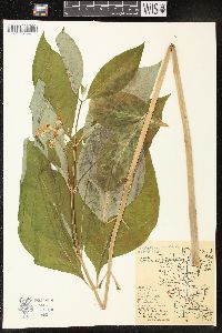 Asclepias exaltata image