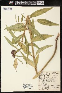 Asclepias incarnata subsp. incarnata image