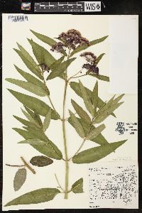 Asclepias incarnata subsp. incarnata image