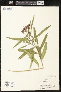 Asclepias incarnata subsp. incarnata image