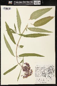 Asclepias incarnata subsp. incarnata image