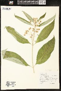 Asclepias exaltata image