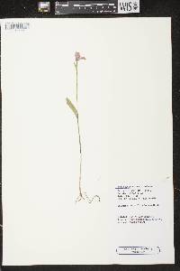 Pogonia ophioglossoides image