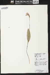 Pogonia ophioglossoides image